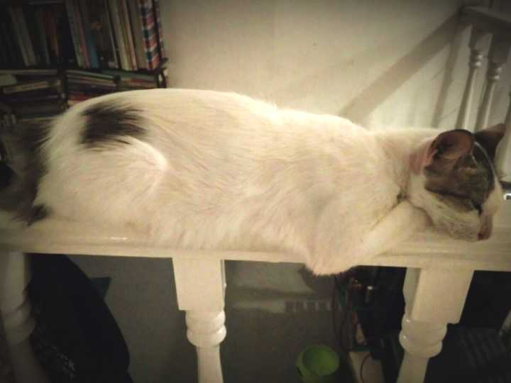 White cat with black spots sleeping on top of a railing with her legs tucked underneath her body.