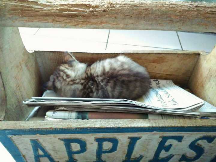 Gray tabby kitten sleeping in a wooden storage box that said 'Apples' atop of a pile of newspapers. The handle is full of scratches.
