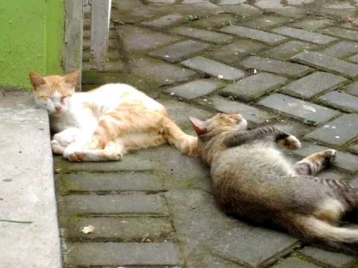 Two cats sprawled in awkward sleeping position in the driveway in front of a house.