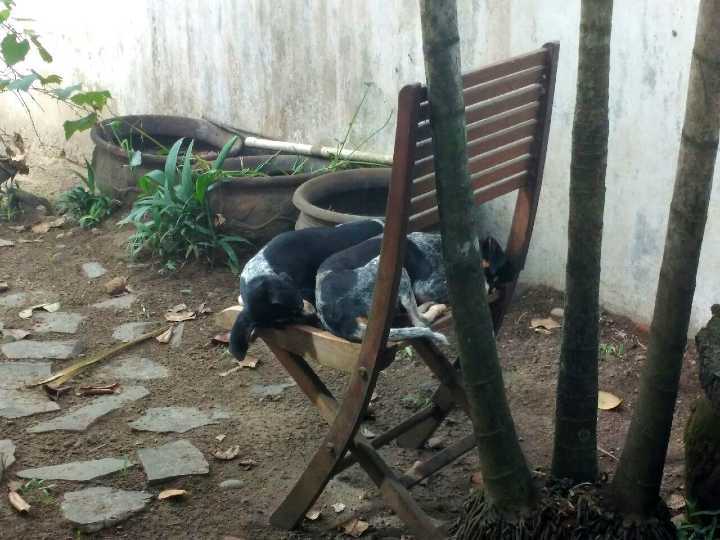 Two dachschund dogs sleeping on a chair in a garden