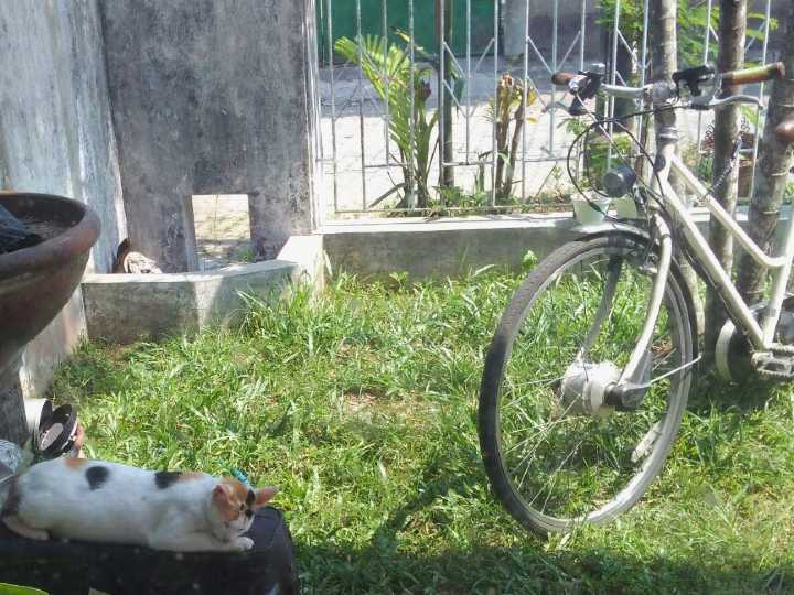 Calico cat sleeping in a shady spot in a sunny front yard. Across the cat a white city bike with brown handles is parked.
