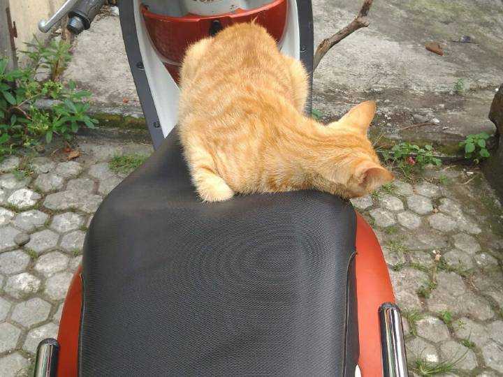 Orange tabby cat sleeping on a motor scooter seating.