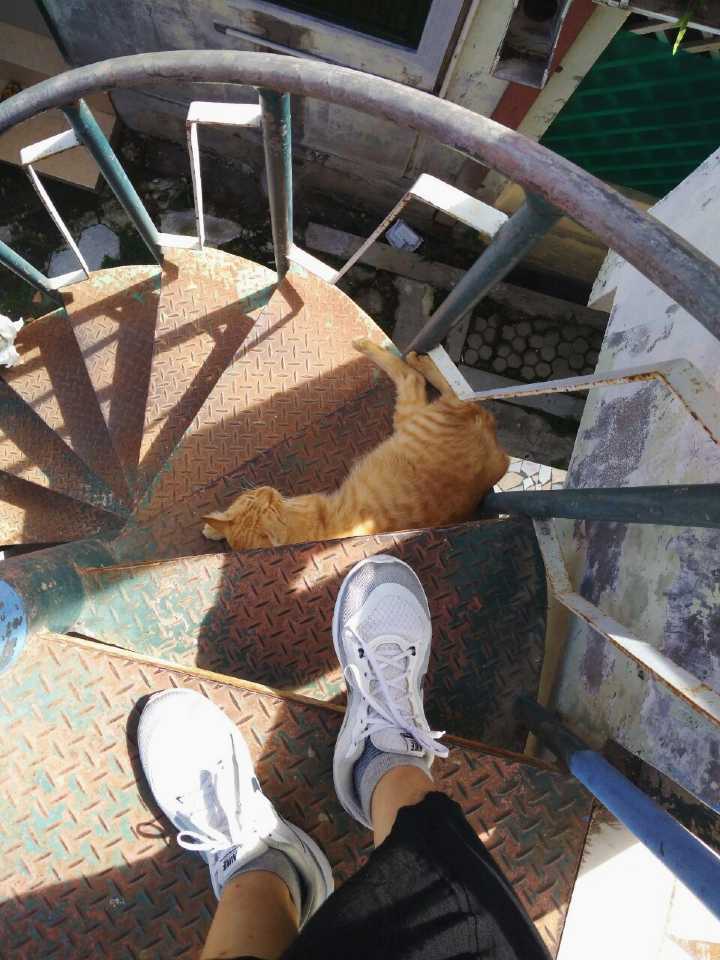 Orange tabby cat sleeping on a stair in a staircase. A pair of human feet are seen descending the stairs and blocked by the cat.